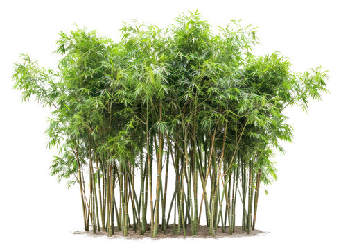 PNG Group of bamboo trees plant.
