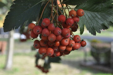 Rowan Berries on Tree - Vibrant Red Clusters in Nature