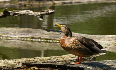 mallard looks up into the sky, female duck in the pond, mallard on a tree trunk, duck in the lake