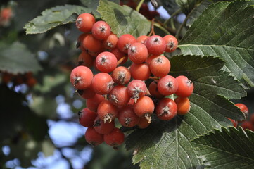 Rowan Berries on Tree - Vibrant Red Clusters in Nature