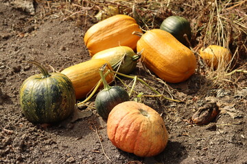 Harvest of pumpkins of different shapes and colors in the garden.