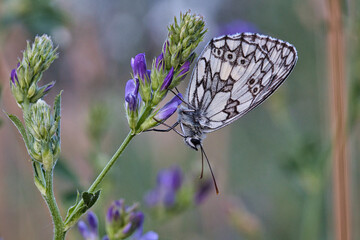 Sch,etterling der kopfüber an einer blüte hängt