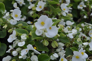 White and Red Begonias in Park