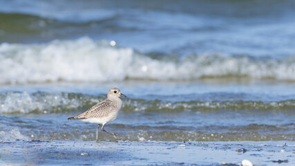 Sanderling (Calidris alba) walking on the beach