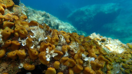 Сhicken liver sponge or Caribbean Chicken-liver sponge (Chondrilla nucula) undersea, Aegean Sea, Greece, Alonissos island, Chrisi Milia beach