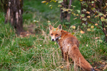 Beautiful adult red fox Vulpes vulpes in the autumn forest, natural habitat environment, Wild Ireland