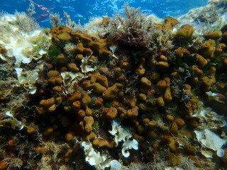 Сhicken liver sponge or Caribbean Chicken-liver sponge (Chondrilla nucula) undersea, Aegean Sea, Greece, Alonissos island, Chrisi Milia beach