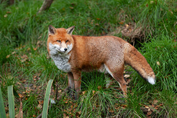 Beautiful adult red fox Vulpes vulpes in the autumn forest, natural habitat environment, Wild Ireland