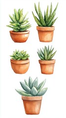 A variety of decorative potted succulent plants displayed against a simple white background, perfect for home or office decor inspiration