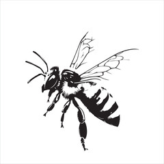 insect, animal, cartoon, fly, isolated, bug, vector, Bee Vector illustration  ,illustration, nature, white, macro, bee, black, beetle, spider, pest, wildlife, tattoo, wasp, cute, drawing, ant, wing, f