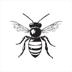 insect, animal, cartoon, fly, isolated, bug, vector, Bee Vector illustration  ,illustration, nature, white, macro, bee, black, beetle, spider, pest, wildlife, tattoo, wasp, cute, drawing, ant, wing, f