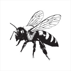 insect, animal, cartoon, fly, isolated, bug, vector, Bee Vector illustration  ,illustration, nature, white, macro, bee, black, beetle, spider, pest, wildlife, tattoo, wasp, cute, drawing, ant, wing, f