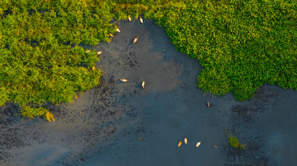 A serene bird's-eye view of a tranquil waterfront, showcasing a congregation of elegant dcuks amid lush marsh vegetation at golden hour