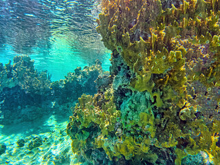 Caribbean coral garden, Bonaire