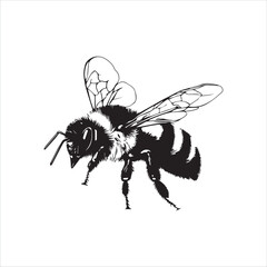 insect, animal, cartoon, fly, isolated, bug, vector, Bee Vector illustration  ,illustration, nature, white, macro, bee, black, beetle, spider, pest, wildlife, tattoo, wasp, cute, drawing, ant, wing, f