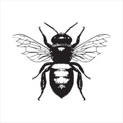 insect, animal, cartoon, fly, isolated, bug, vector, Bee Vector illustration  ,illustration, nature, white, macro, bee, black, beetle, spider, pest, wildlife, tattoo, wasp, cute, drawing, ant, wing, f