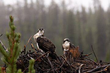 Ospreys Perched in Nest on a Rainy Day in the Forest