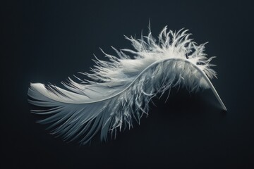 Obraz premium Simple and elegant image of a white feather placed on a black background, suitable for various uses such as branding, packaging, or editorial purposes