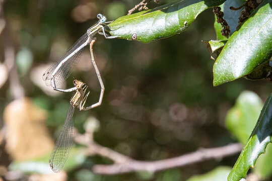 Platycnemis is a genus of dragonflies of the Platycnemididae family very common in the Mediterranean area
