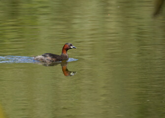Little grebe in the sunlight, reflections of a bird in the lake, Little grebe on the lake