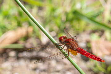 Dragonfly of the genus Crocothemis erythraea family common in the Mediterranean in Girona Spain