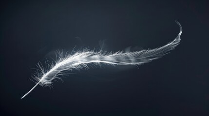 Obraz premium A single white feather lies on a dark background, ready to be used as a symbol or icon