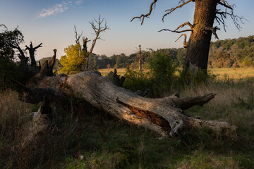 Łęgi Rogalińskie o zachodzie słońca © Magdalena