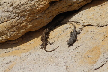 lizards 