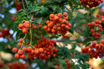 Close-up of vibrant red rowan berries hanging from a tree branch on a sunny day. Concept of nature's beauty, seasonal harvest, and the abundance of autumn fruits