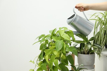 Woman holding watering can near beautiful houseplant indoors, closeup. Space for text