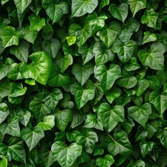 Green heart-shaped leaves growing on the wall, top view, seamless texture background