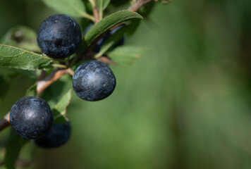 Close-up of ripe blue sloes growing on a branch. There is plenty of space for text in the green background.