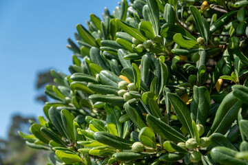 Obraz premium A close-up view of vibrant green leaves and budding fruits on a bush under clear blue skies in a tranquil outdoor setting