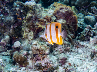 Copperband butterflyfish (chelmon rostratus), 