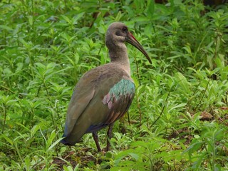Southern Hadada Ibis (Bostrychia hagedash ssp. hagedash) surronded by green leafy plants