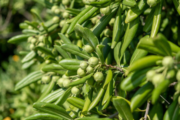 Fototapeta premium Clusters of green berries emerge from vibrant foliage in a sunny garden setting during mid-spring