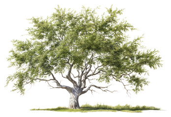 Fototapeta premium PNG Salix caprea tree plant white background tranquility.