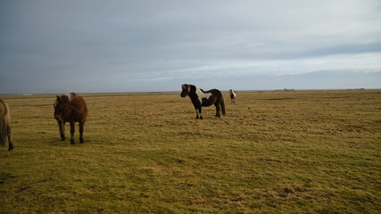 Icelandic horse