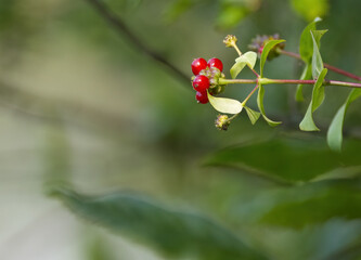 red berries of honeysuckle, poisonous red berries, beautiful red fruits of Lonicera, berries in summer, Lonicera plant