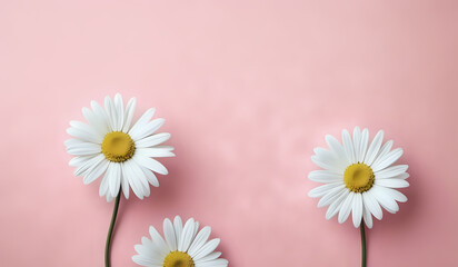 Obraz premium white daisies on a pink pastel paper texture background with copy space
