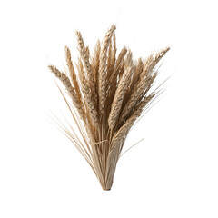 Fototapeta premium ears of wheat