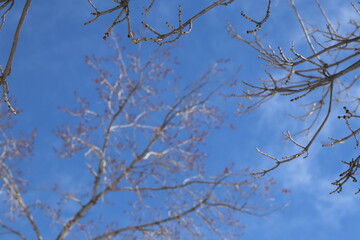 Branches against the sky