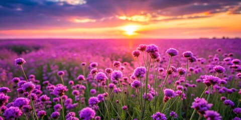 Fototapeta premium Purple Flower Field Sunset, Vibrant Blooms, Sunset Landscape, Floral Photography, purple flower, sunset, field