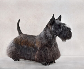 Cute black Scotch terrier dog