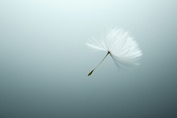 dandelion flower over blue background