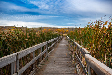 Obraz premium Marsh boardwalk in Buffalo Pound Provincial Park