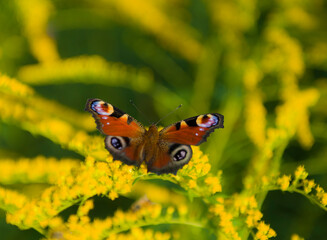 Motyl na krzaku 2024