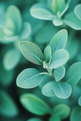Close up of fresh green leaves, nature background