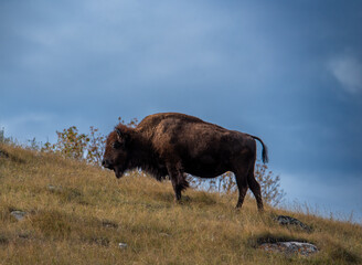 Bison grazing in autumn 