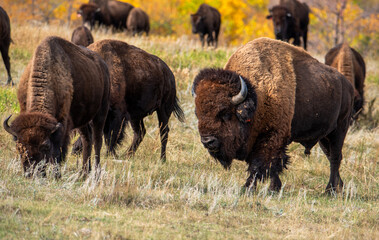 Bison grazing in autumn 